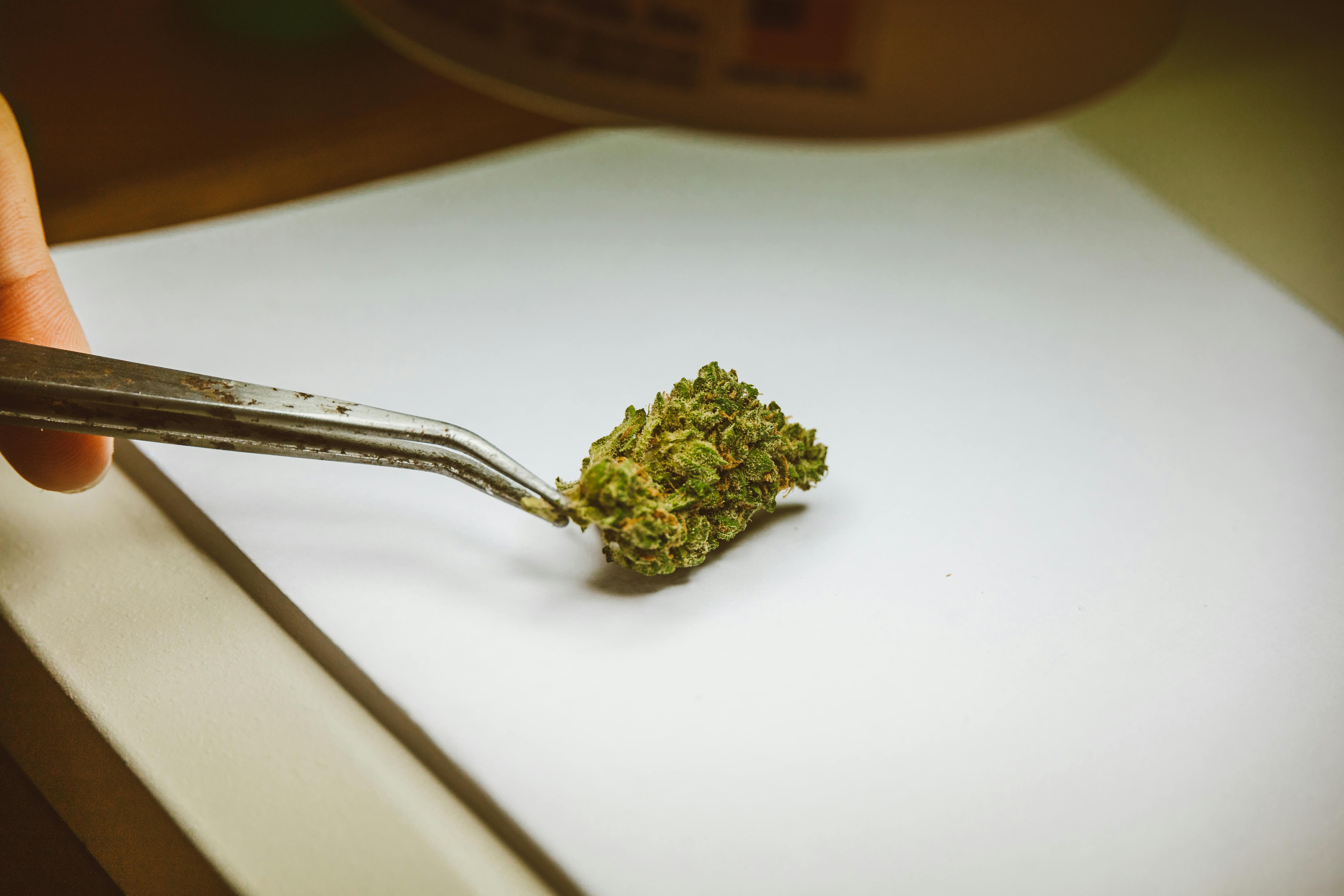 cannabis cultivation facility