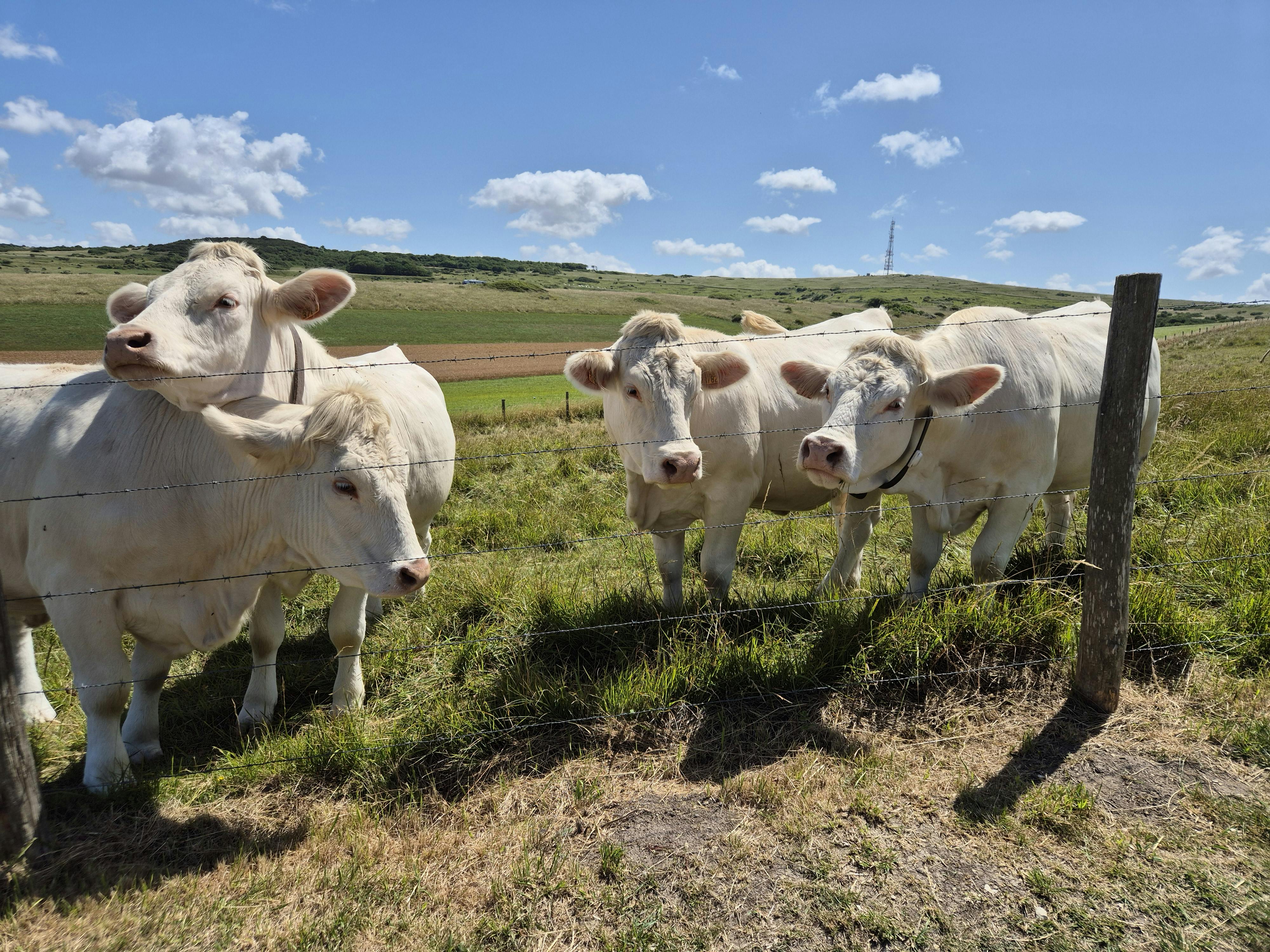 Cows