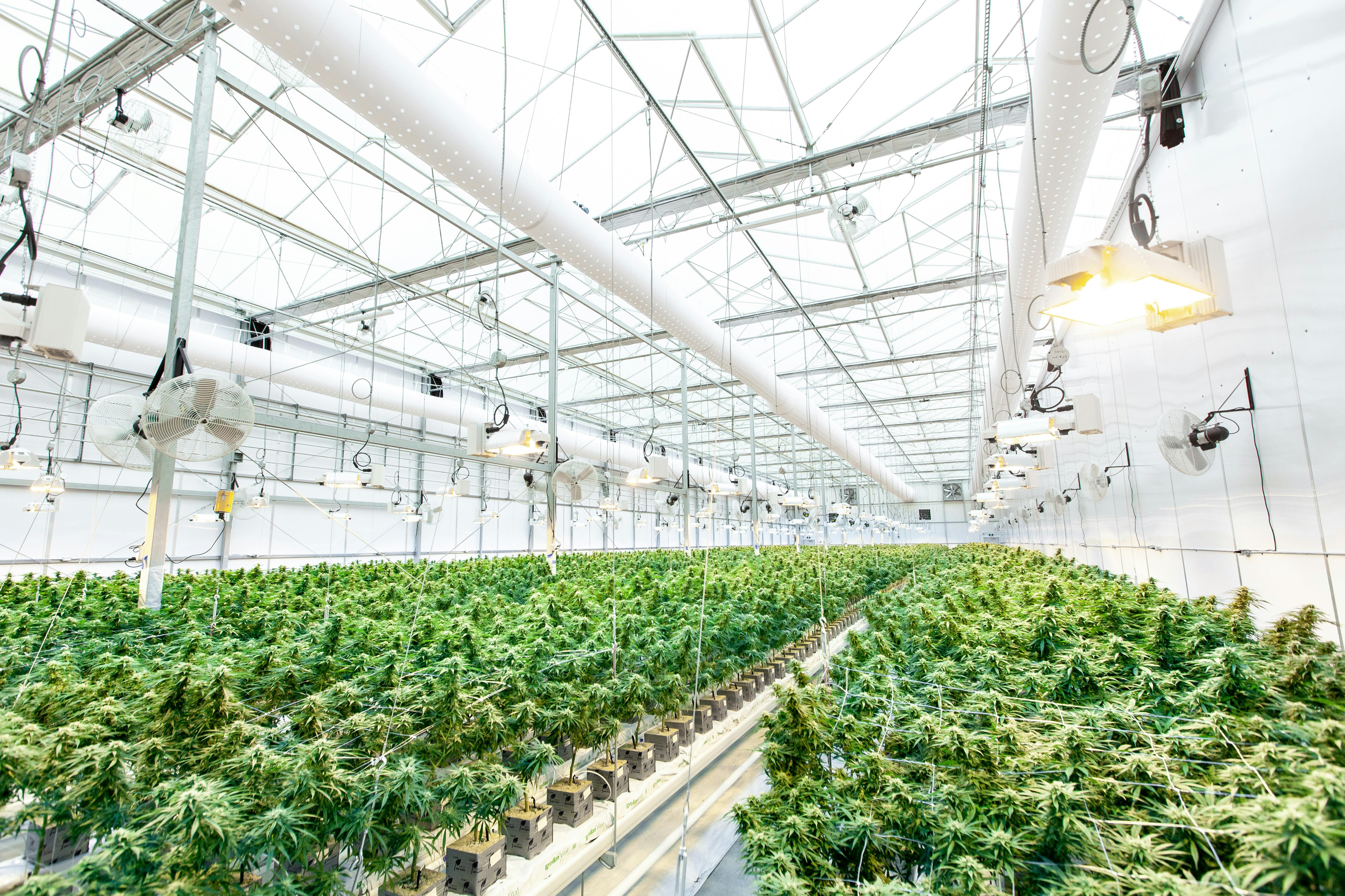 Cannabis facility